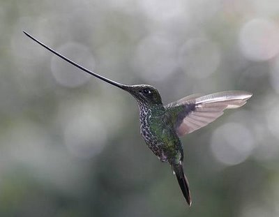 Swordbilled Hummingbird.jpg (12 KB)
